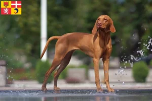 Lire la suite à propos de l’article Éleveurs de Magyar Vizsla et chiots en Auvergne-Rhône-Alpes