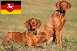 Lire la suite à propos de l’article Magyar Vizsla éleveurs et chiots en Basse-Saxe