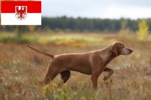 Lire la suite à propos de l’article Éleveurs de Magyar Vizsla et chiots dans le Brandebourg