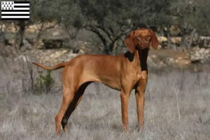 Lire la suite à propos de l’article Éleveurs de Magyar Vizsla et chiots en Bretagne