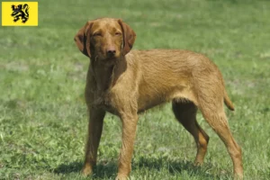 Lire la suite à propos de l’article Éleveurs de Magyar Vizsla et chiots en Flandre