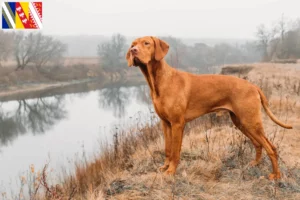 Lire la suite à propos de l’article Éleveurs de Magyar Vizsla et chiots en Grand Est