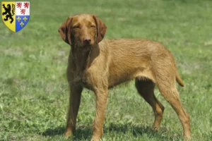 Lire la suite à propos de l’article Éleveurs de Magyar Vizsla et chiots en Hauts-de-France