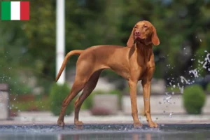 Lire la suite à propos de l’article Éleveurs de Magyar Vizsla et chiots en Italie