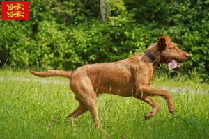 Lire la suite à propos de l’article Éleveurs de Magyar Vizsla et chiots en Normandie