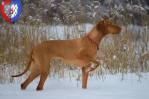 Lire la suite à propos de l’article Éleveurs de Magyar Vizsla et chiots en Pays de la Loire