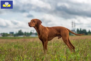 Lire la suite à propos de l’article Éleveurs de Magyar Vizsla et chiots en Région de Bruxelles-Capitale