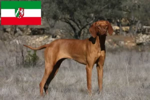 Lire la suite à propos de l’article Magyar Vizsla éleveurs et chiots en Rhénanie du Nord-Westphalie