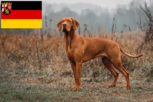 Lire la suite à propos de l’article Magyar Vizsla éleveurs et chiots en Rhénanie-Palatinat