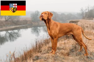 Lire la suite à propos de l’article Éleveurs de Magyar Vizsla et chiots en Sarre