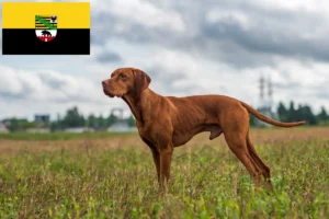 Lire la suite à propos de l’article Magyar Vizsla éleveurs et chiots en Saxe-Anhalt