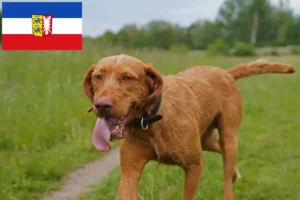 Lire la suite à propos de l’article Magyar Vizsla éleveurs et chiots dans le Schleswig-Holstein