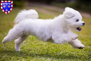 Lire la suite à propos de l’article Éleveurs de Bichons Maltais et chiots en Centre-Val de Loire