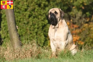 Lire la suite à propos de l’article Éleveurs de Mastiffs et chiots en Auvergne-Rhône-Alpes