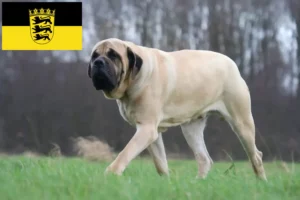 Lire la suite à propos de l’article Éleveurs de Mastiffs et chiots en Baden-Württemberg