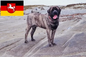 Lire la suite à propos de l’article Éleveurs de Mastiffs et chiots en Basse-Saxe