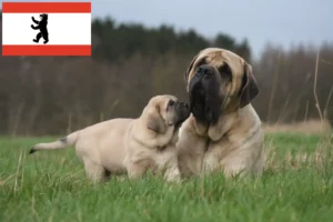 Lire la suite à propos de l’article Éleveurs de Mastiffs et chiots à Berlin