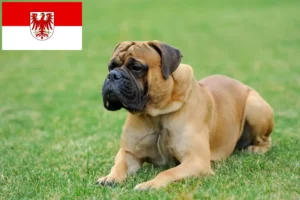 Lire la suite à propos de l’article Éleveurs de Mastiffs et chiots dans le Brandebourg