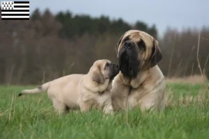 Lire la suite à propos de l’article Éleveurs de Mastiffs et chiots en Bretagne