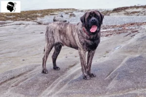 Lire la suite à propos de l’article Éleveurs de Mastiffs et chiots en Corse