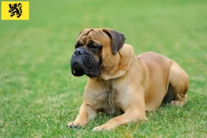 Lire la suite à propos de l’article Éleveurs de Mastiffs et chiots en Flandre