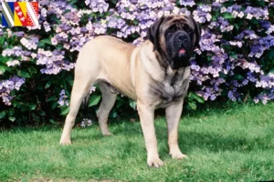 Lire la suite à propos de l’article Éleveurs de Mastiffs et chiots en Grand Est