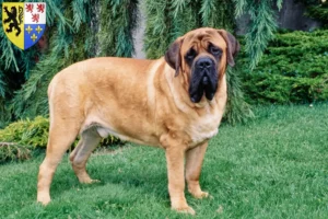 Lire la suite à propos de l’article Éleveurs de Mastiffs et chiots en Hauts-de-France