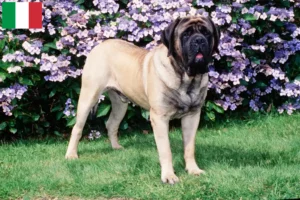 Lire la suite à propos de l’article Éleveurs de Mastiffs et chiots en Italie