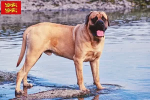 Lire la suite à propos de l’article Éleveurs de Mastiffs et chiots en Normandie