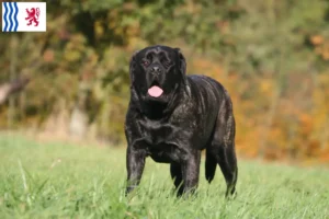 Lire la suite à propos de l’article Éleveurs de Mastiffs et chiots en Nouvelle-Aquitaine