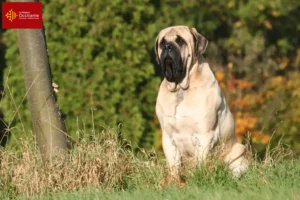 Lire la suite à propos de l’article Éleveurs de Mastiffs et chiots en Occitanie