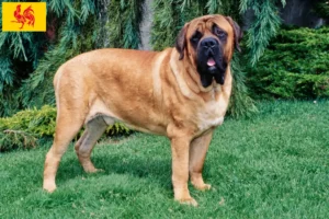 Lire la suite à propos de l’article Éleveurs de Mastiffs et chiots en Région Wallonne