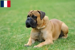 Lire la suite à propos de l’article Éleveurs de Mastiffs et chiots à la Réunion