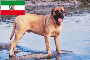 Lire la suite à propos de l’article Éleveurs de Mastiffs et chiots en Rhénanie du Nord-Westphalie