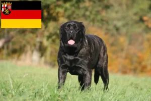 Lire la suite à propos de l’article Éleveurs de Mastiffs et chiots en Rhénanie-Palatinat