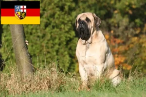 Lire la suite à propos de l’article Éleveurs de Mastiffs et chiots en Sarre