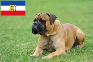 Lire la suite à propos de l’article Éleveurs de Mastiffs et chiots en Schleswig-Holstein