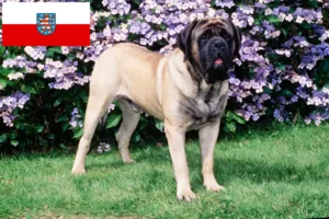 Lire la suite à propos de l’article Éleveurs de Mastiffs et chiots en Thuringe