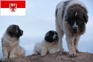 Lire la suite à propos de l’article Mastín del Pirineo Éleveurs et chiots dans le Brandebourg