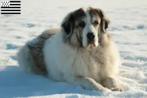 Lire la suite à propos de l’article Mastín del Pirineo Éleveurs et chiots en Bretagne