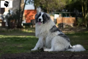 Lire la suite à propos de l’article Mastín del Pirineo Éleveurs et chiots en Corse