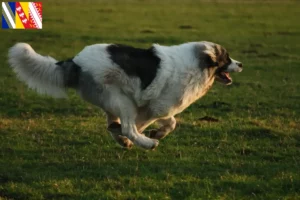 Lire la suite à propos de l’article Mastín del Pirineo Éleveurs et chiots en Grand Est