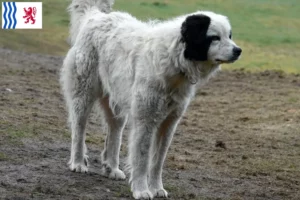 Lire la suite à propos de l’article Mastín del Pirineo Éleveurs et chiots en Nouvelle-Aquitaine