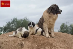 Lire la suite à propos de l’article Mastín del Pirineo Éleveurs et chiots en Occitanie