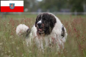 Lire la suite à propos de l’article Mastín del Pirineo Éleveurs et chiots en Thuringe