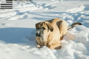 Lire la suite à propos de l’article Mastín Español Éleveurs et chiots en Bretagne