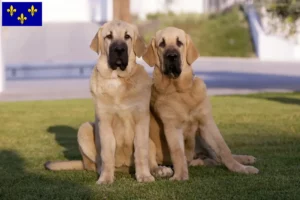 Lire la suite à propos de l’article Mastín Español Éleveurs et chiots en Île-de-France