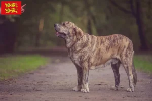 Lire la suite à propos de l’article Mastín Español Éleveurs et chiots en Normandie