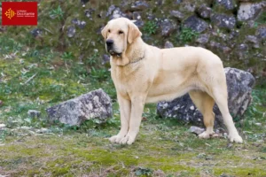 Lire la suite à propos de l’article Mastín Español Éleveurs et chiots en Occitanie