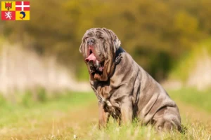 Lire la suite à propos de l’article Éleveurs de Mastino Napoletano et chiots en Auvergne-Rhône-Alpes